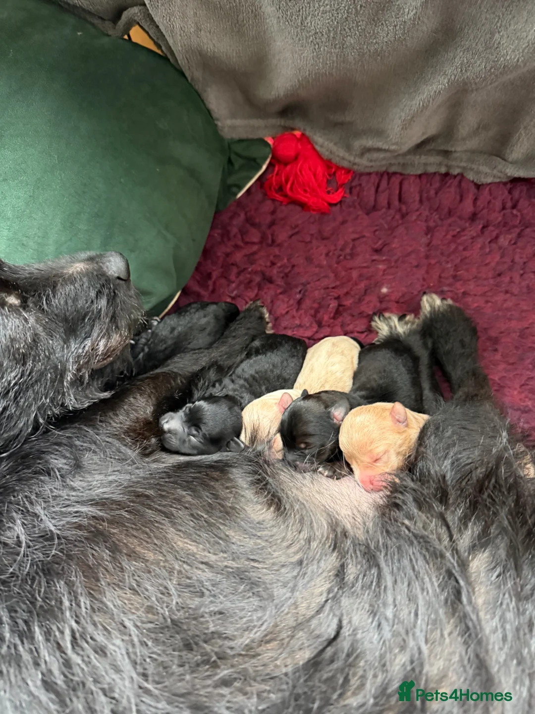 Mixed Breed dogs for sale: One Patterpoo Boy left 💙🐾 - Advert 2