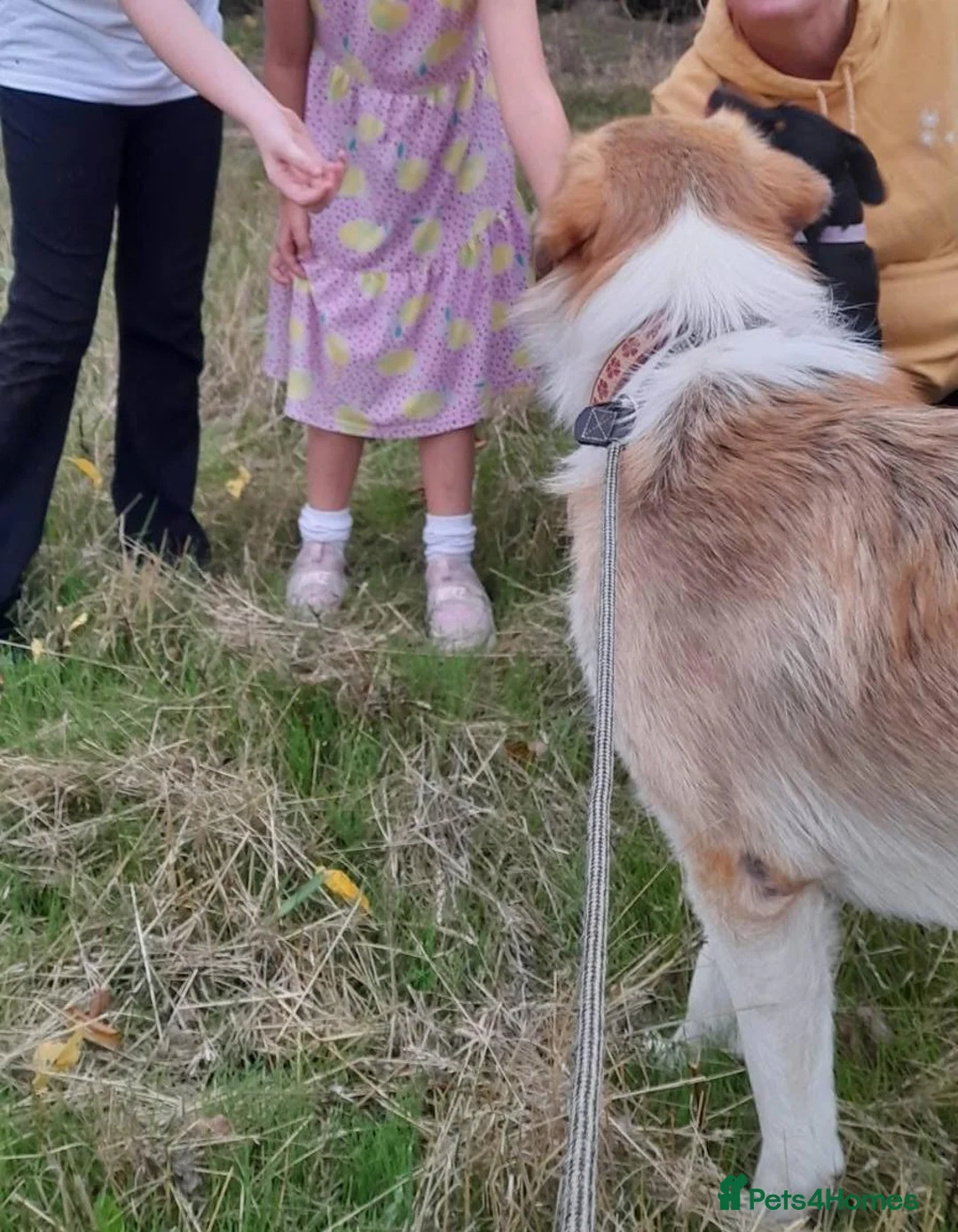 Mixed Breed dogs for adoption: Matilda, a beautiful dog - Advert 5