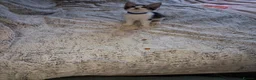 Mixed Breed cats for sale: Beautiful mixed breed kittens mum is maincoon in Colchester - Advert 9