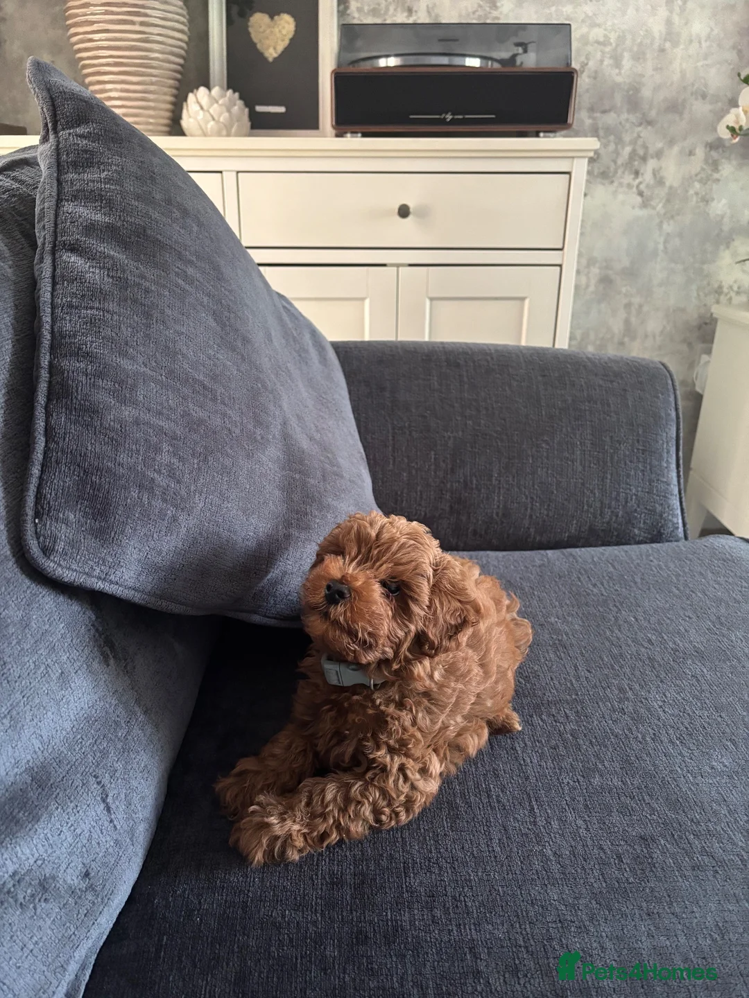 Cavapoo dogs for sale: 11 week old Cavapoo in Dudley - Advert 4