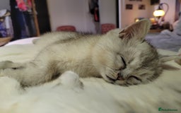 Scottish Fold cats for sale: Scottish Kittens 💜 - Image 20