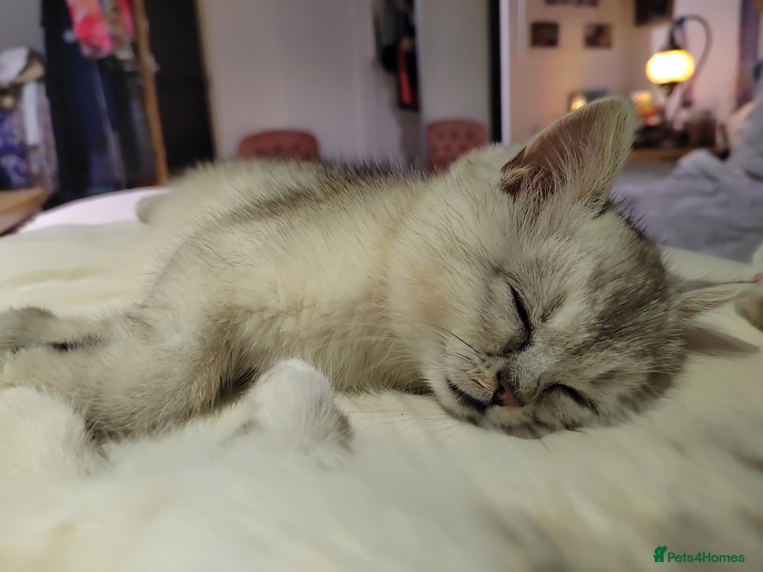 Scottish Fold cats for sale: Scottish Kittens 💜 - Image 20