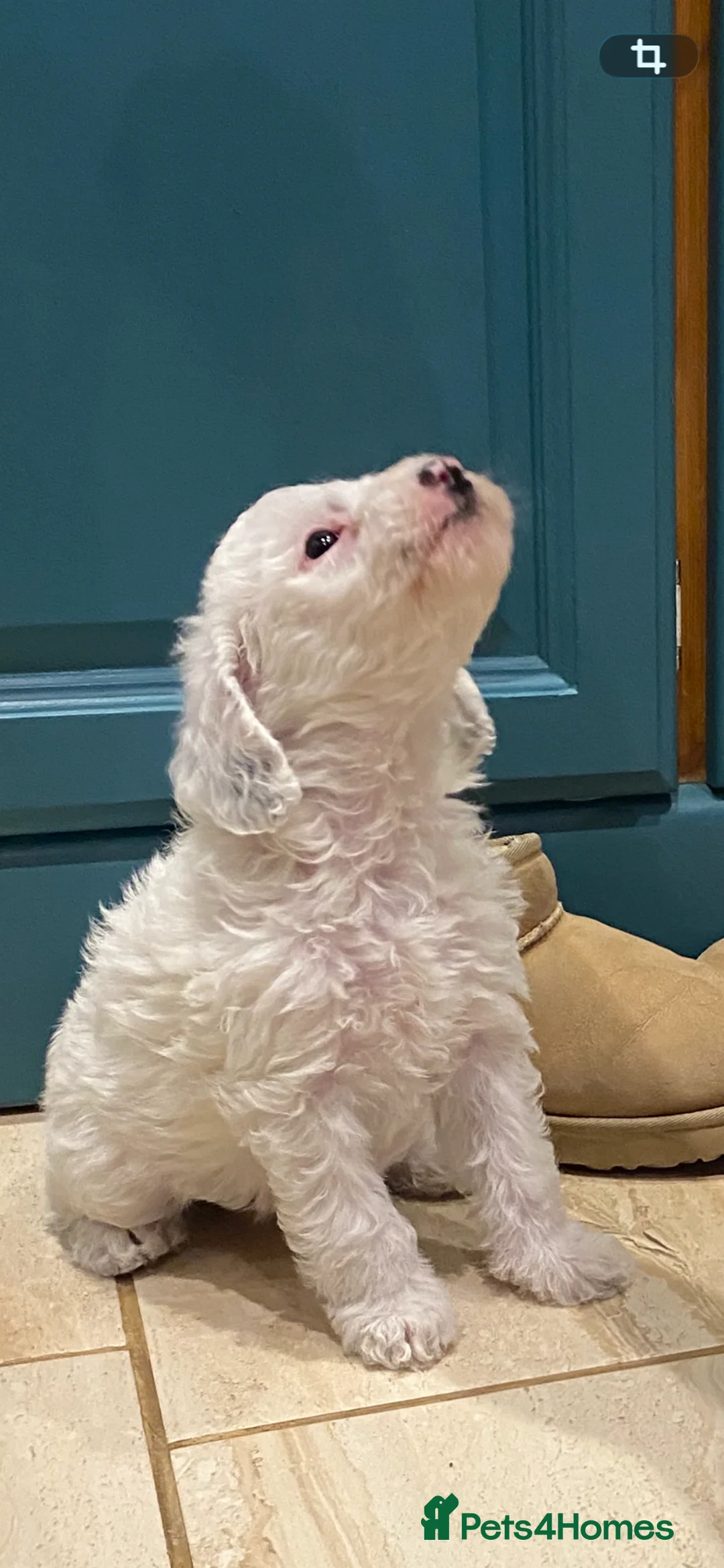 Mixed Breed dogs for sale: Australian Labradoodle Puppies - Advert 4