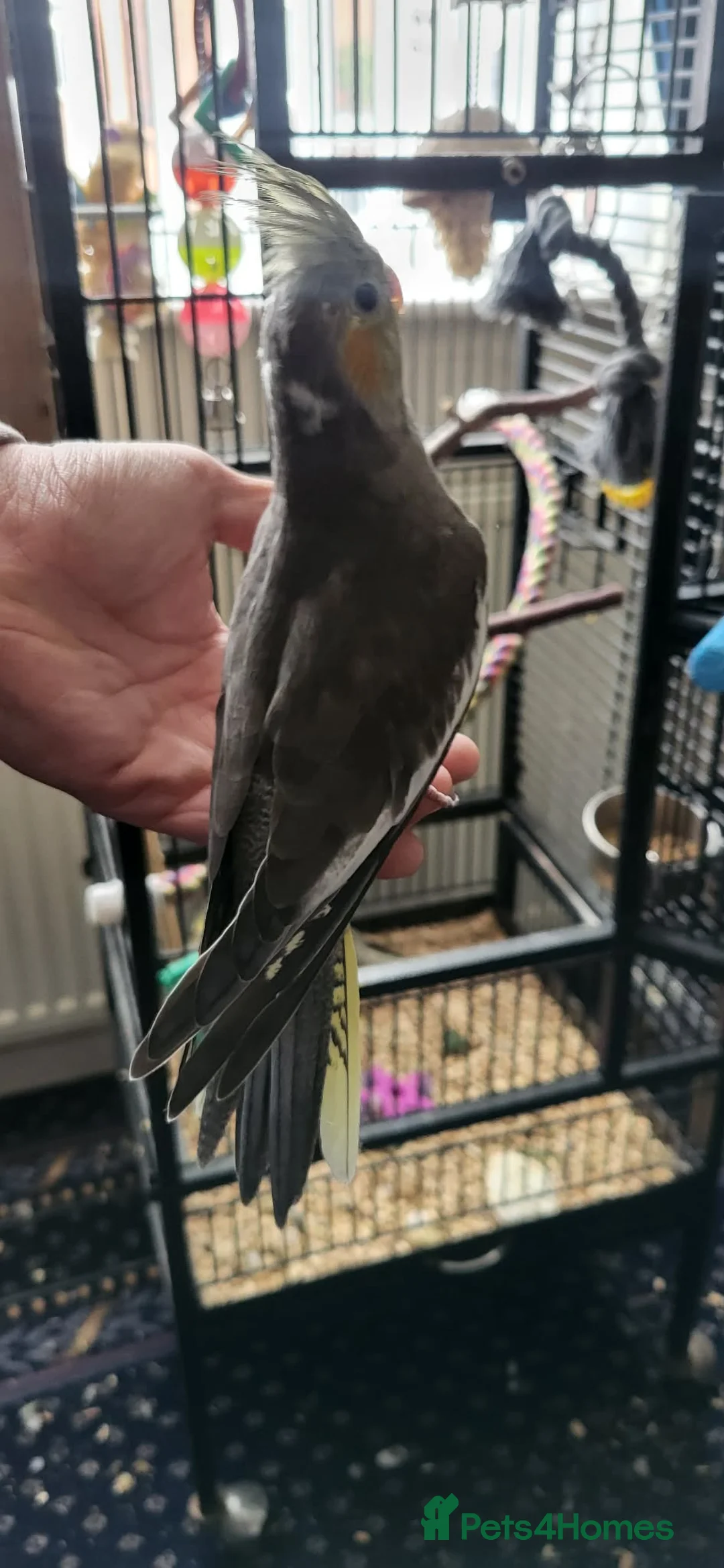Cockatiels birds for sale: hand tame cockatiels in Worksop - Advert 1
