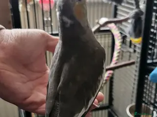 Cockatiels birds hand tame cockatiels in Worksop - Advert 1