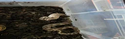 Snake reptiles for sale: Royal Pythons, Boa, Olive python Hoggies, Tortoise in Andover - Advert 16