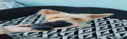 Yorkshire Terrier dogs for sale: Beautiful Yorkshire Terrier Puppies  in Downpatrick - Advert 26