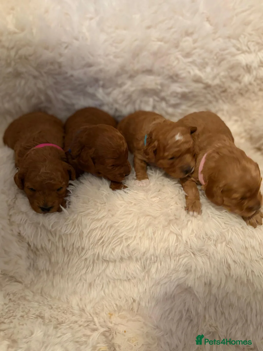 Cavapoo dogs for sale: Cavapoo Puppies F1B - Advert 9
