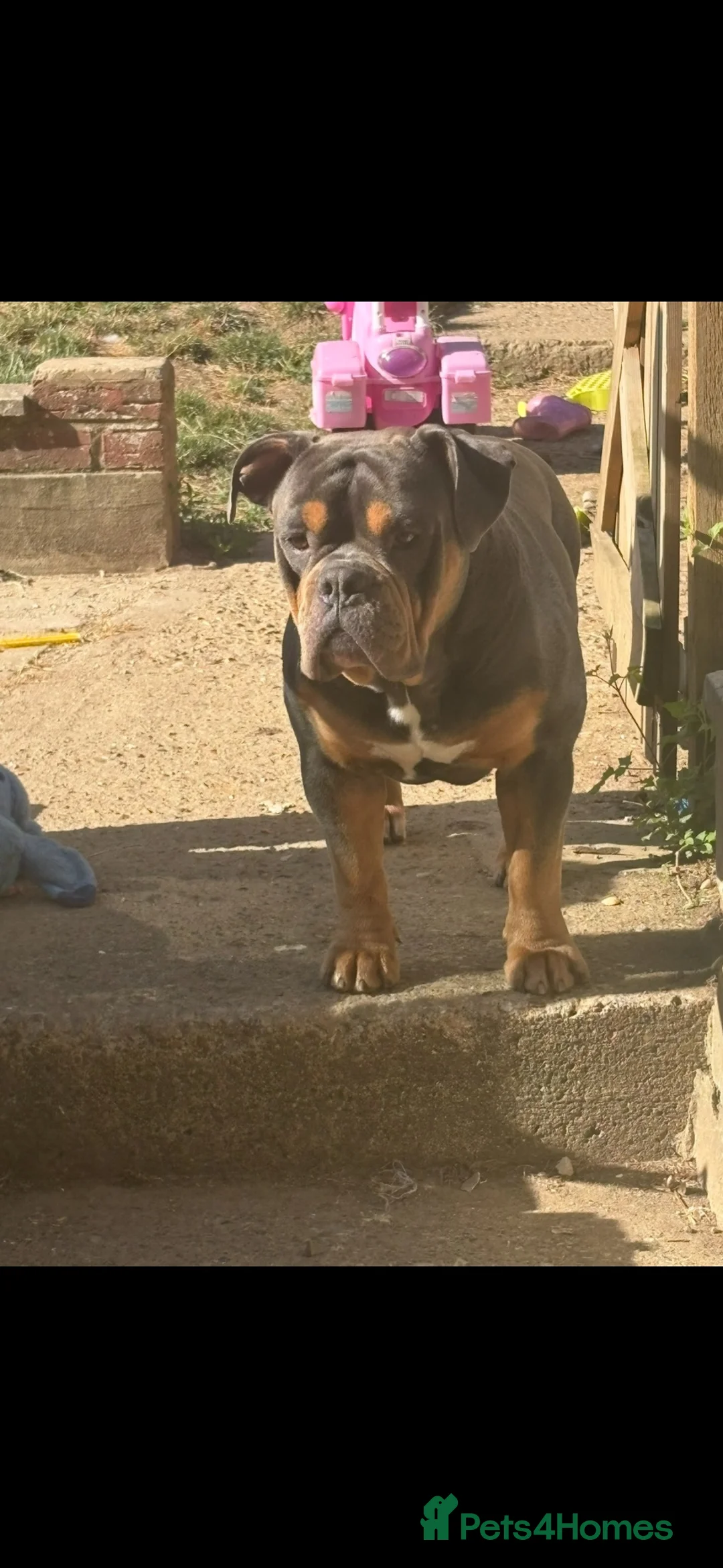 Mixed Breed dogs for sale: Olde English bulldog cross puppies for sale  - Advert 12