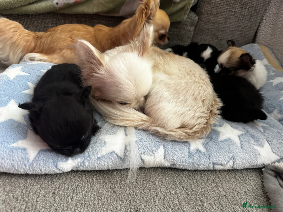 Chihuahua dogs for sale: Beautiful litter of long coat kc reg chihuahuas in Stockport - Advert 1