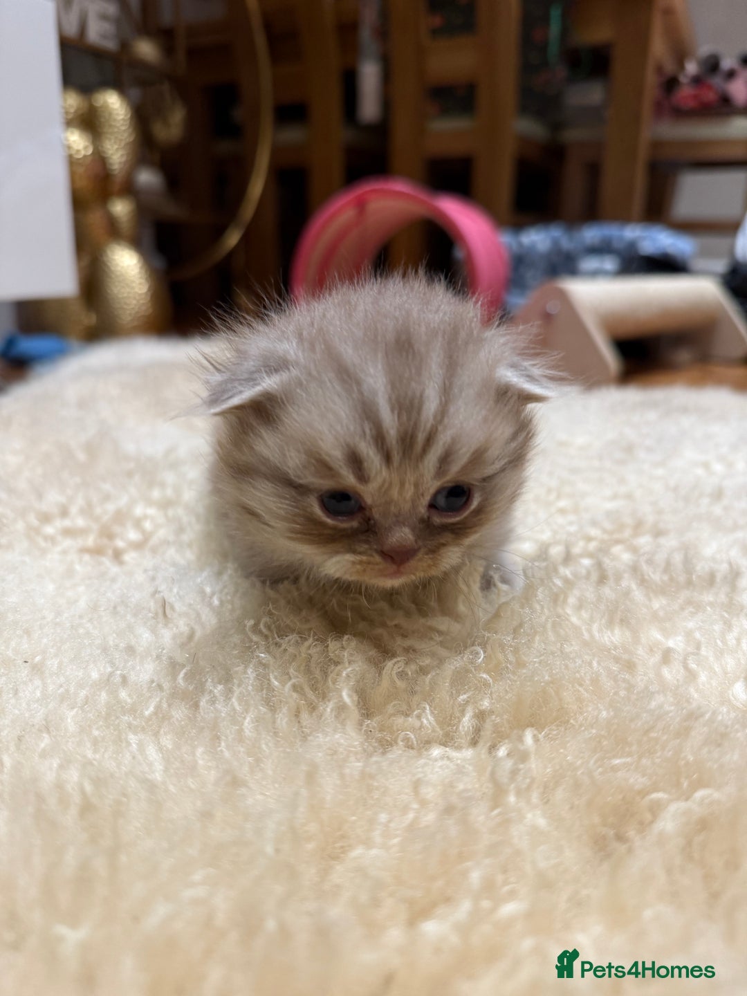 British Shorthair cats for sale: BSH x Fold stunning show kittens  - Advert 11