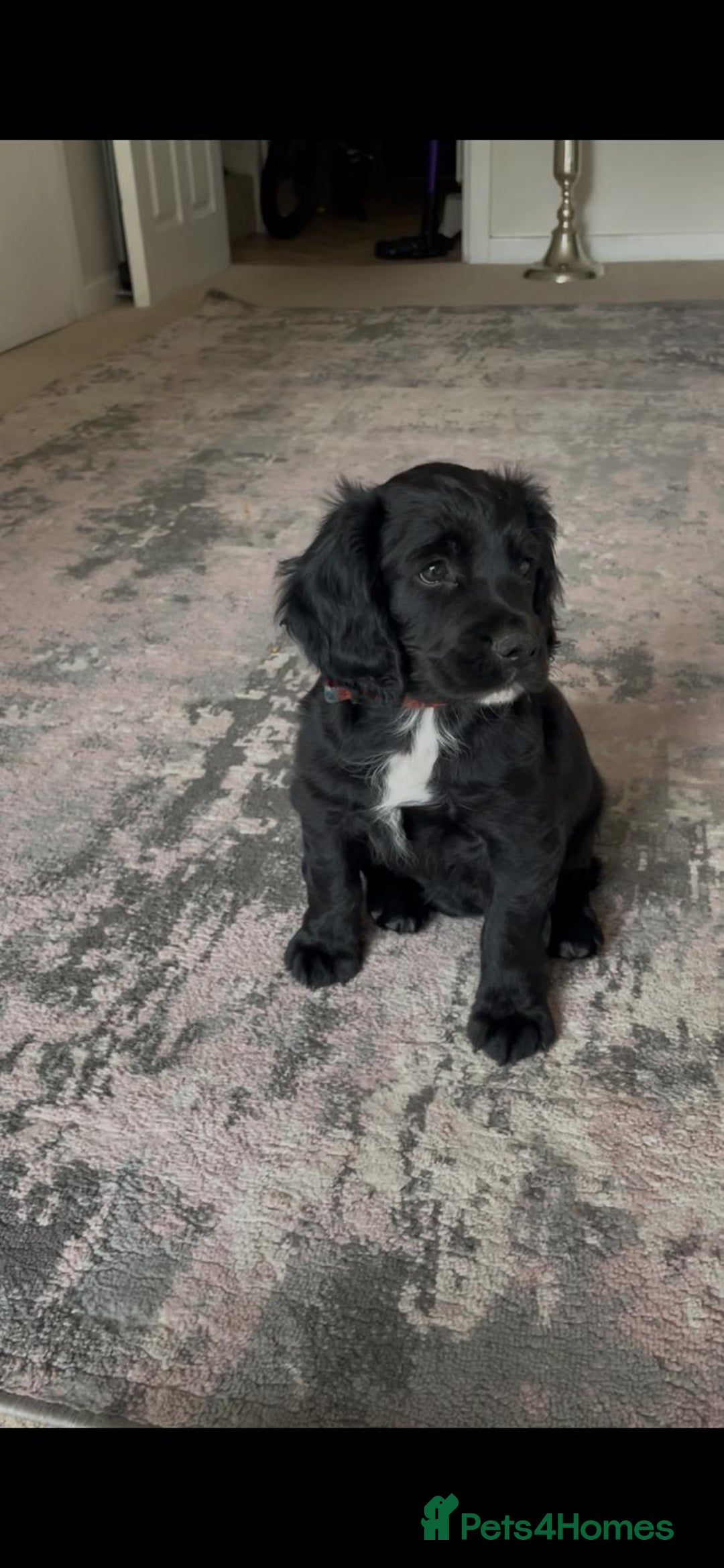 Cocker Spaniel dogs for sale: Cocker READY NOW 14 weeks old not 5 months.  in Sittingbourne - Image 2