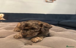 Cockapoo dogs for sale: Fb2 miniature cockapoo - Image 9