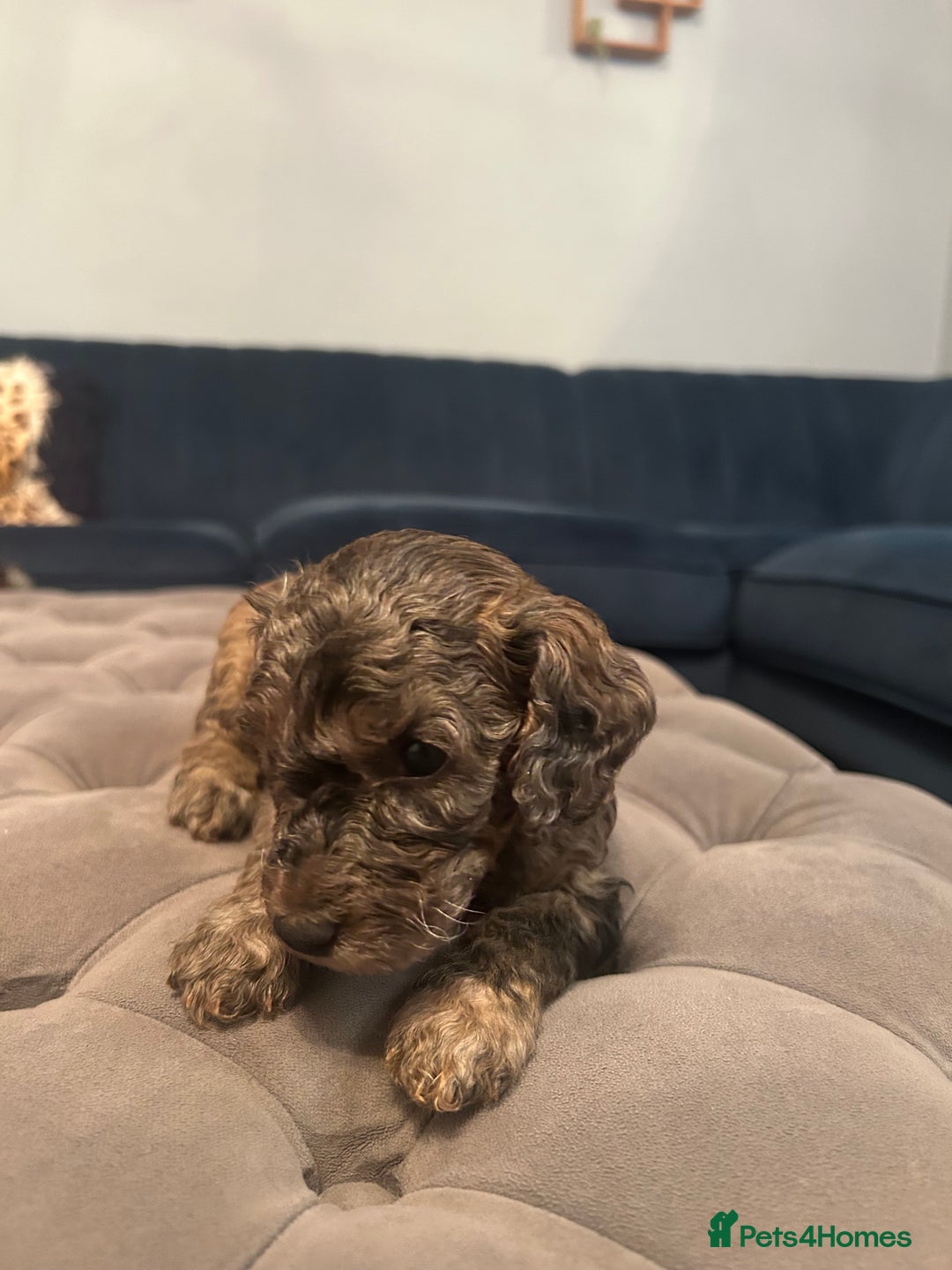 Cockapoo dogs for sale: Fb2 miniature cockapoo - Image 9