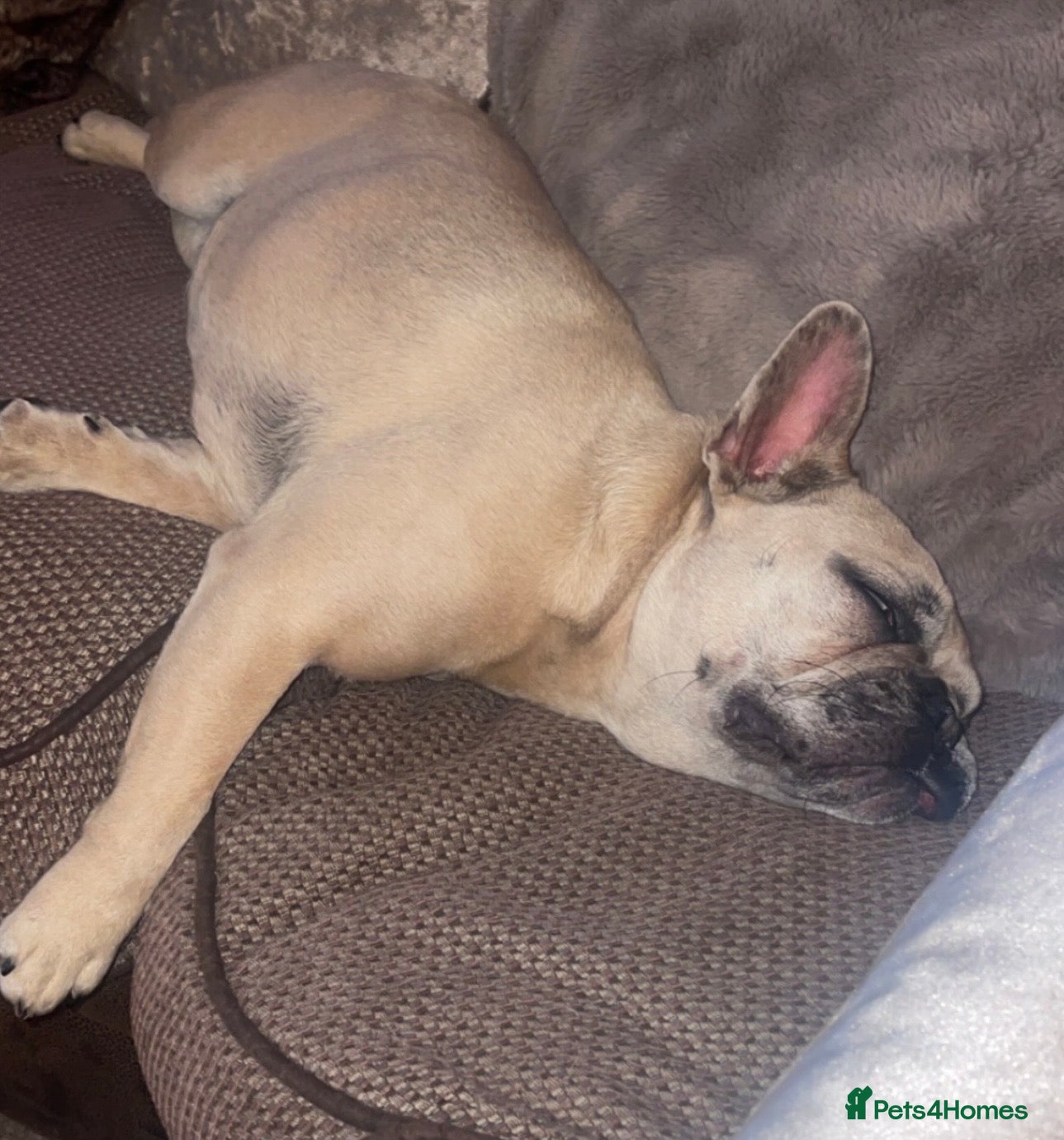 French Bulldog dogs Beautiful Female French Bulldog  - Advert 1