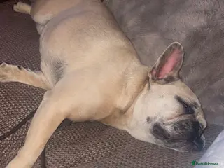 French Bulldog dogs Beautiful Female French Bulldog - Advert 1