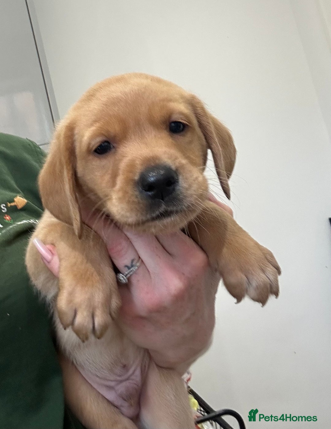 Labrador Retriever dogs for sale: My lovely Labrador puppies - Image 18
