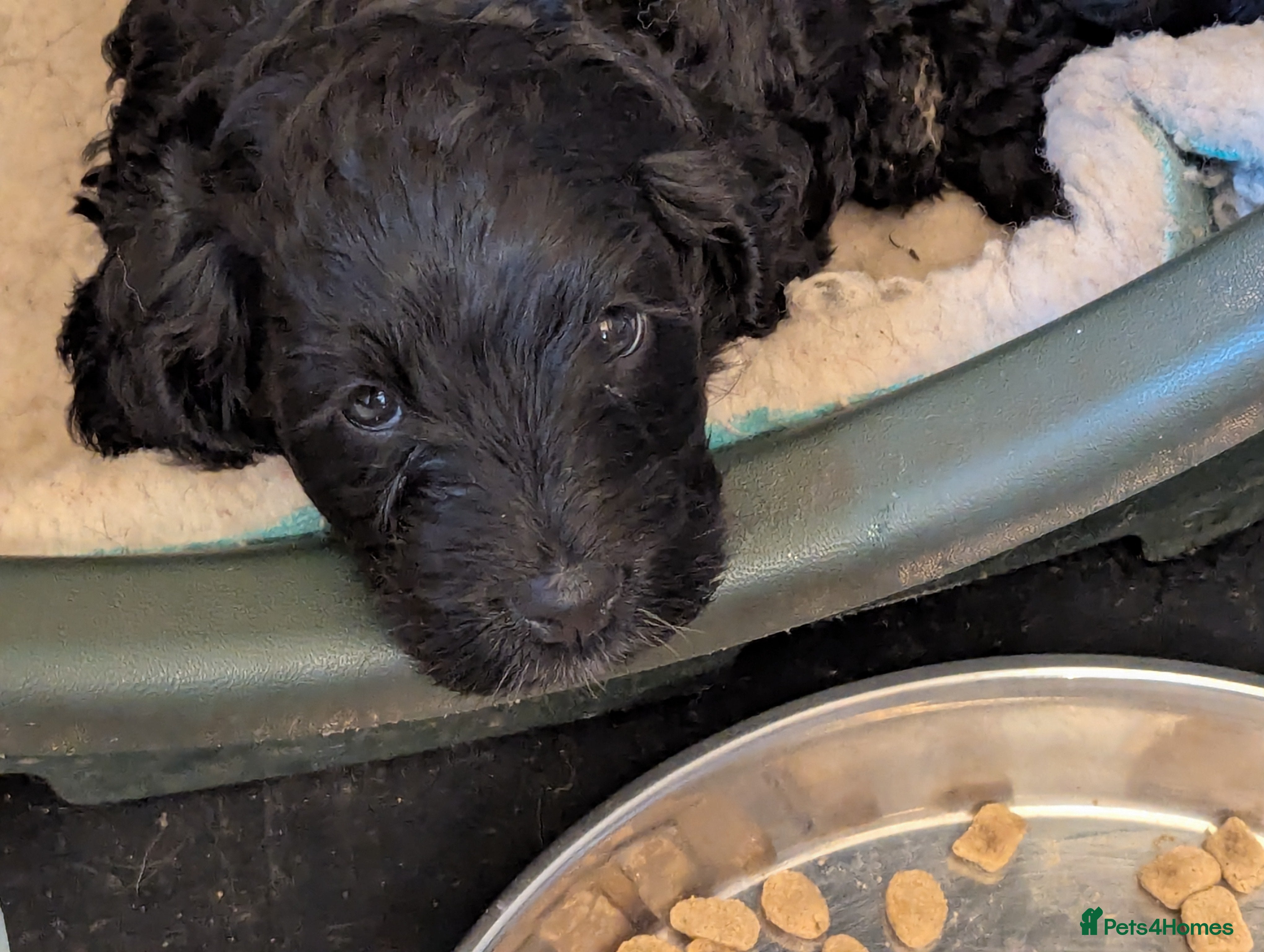 Cockapoo dogs 2 very loving F 1 show,  boy cockapoo puppies. - Advert 4