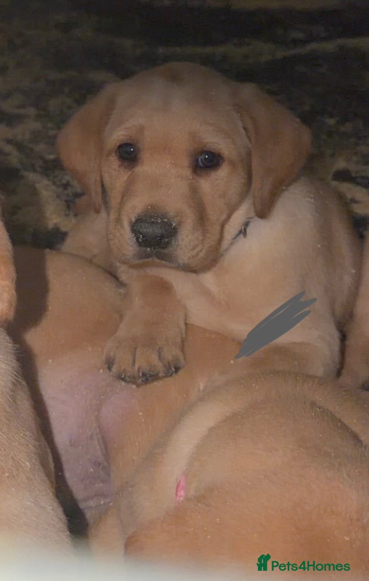 Labrador Retriever dogs Beautiful chunky yellow Labrador puppies  - Advert 1
