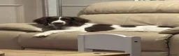 English Springer Spaniel dogs for sale: 16 week springer  - Advert 1