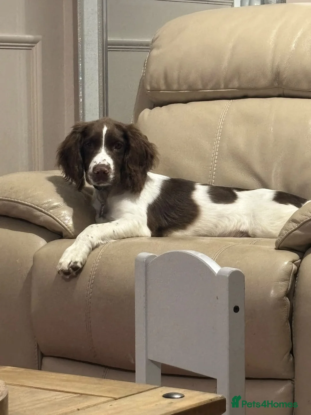 English Springer Spaniel dogs for sale: 16 week springer  - Advert 1