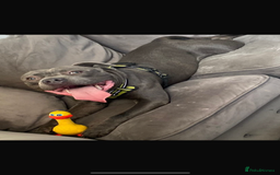 Staffordshire Bull Terrier dogs for sale: Staffy puppies  - Advert 6