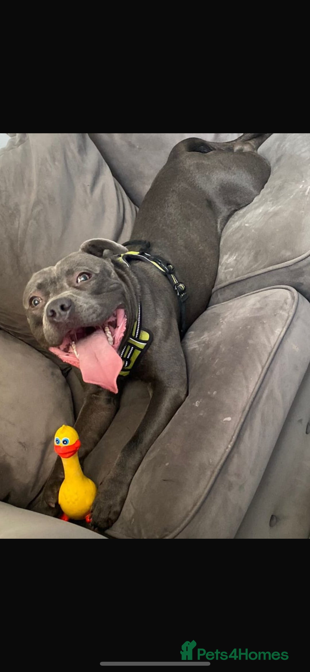 Staffordshire Bull Terrier dogs for sale: Staffy puppies  - Advert 6