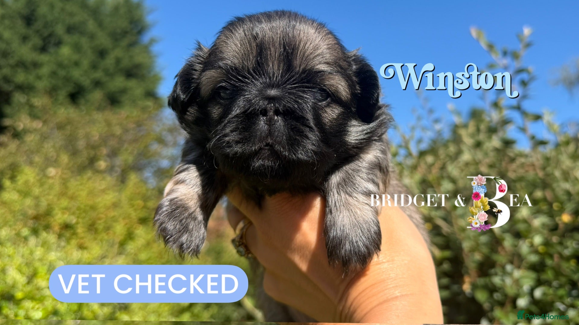 Pekingese dogs 💙 only 1 boy available 💙 - Advert 6