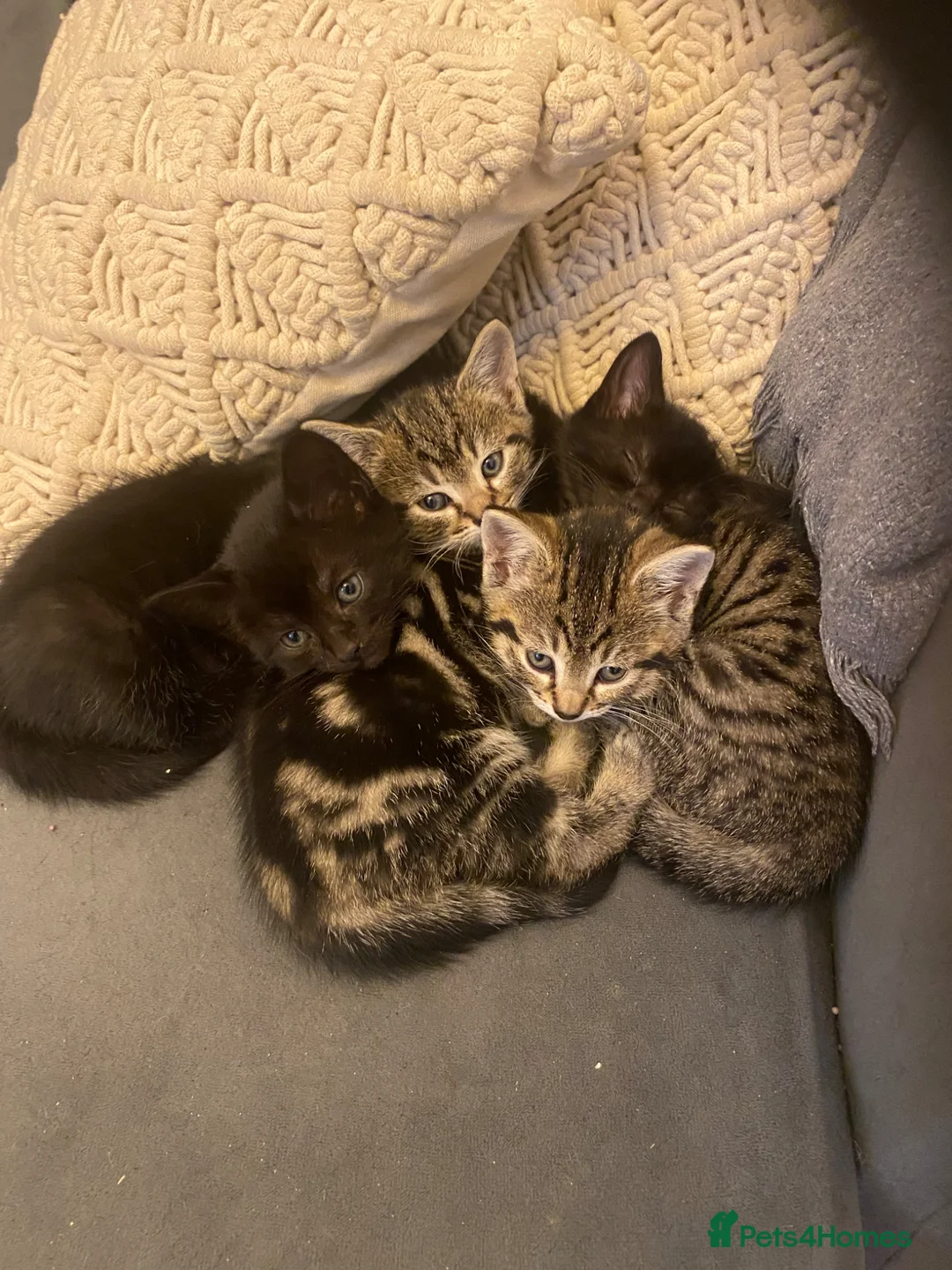 British Shorthair cats for sale: 3 beautiful kittens ready now - Advert 7