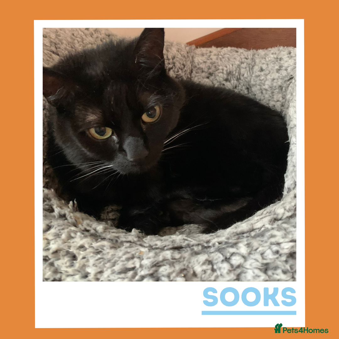 Mixed Breed cats for adoption: She's a real sook! - Advert 2