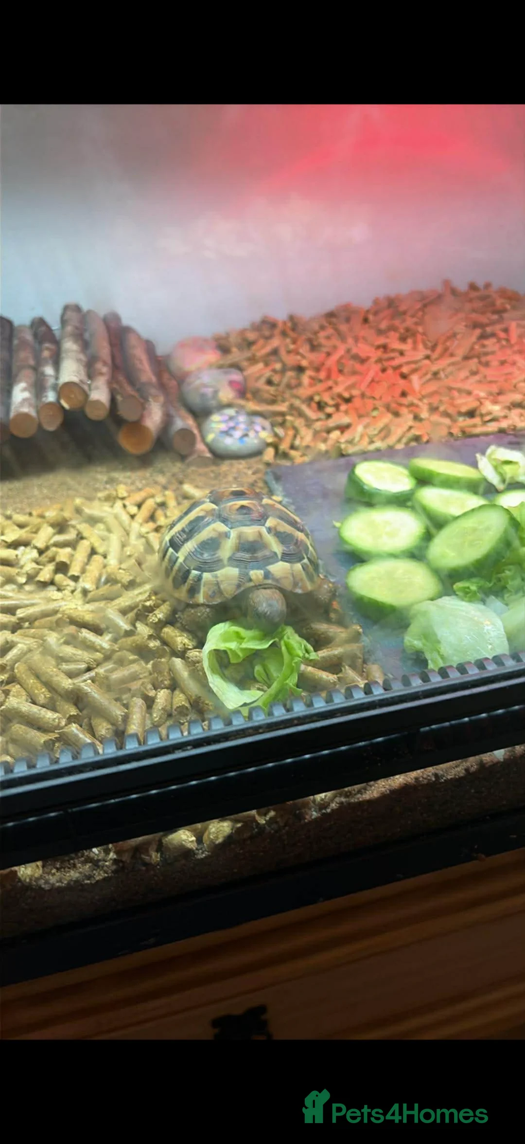 Hermann Tortoise reptiles for sale: Herman tortoise  in Manchester - Advert 1