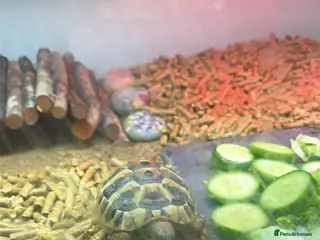 Hermann Tortoise reptiles Herman tortoise - Advert 1