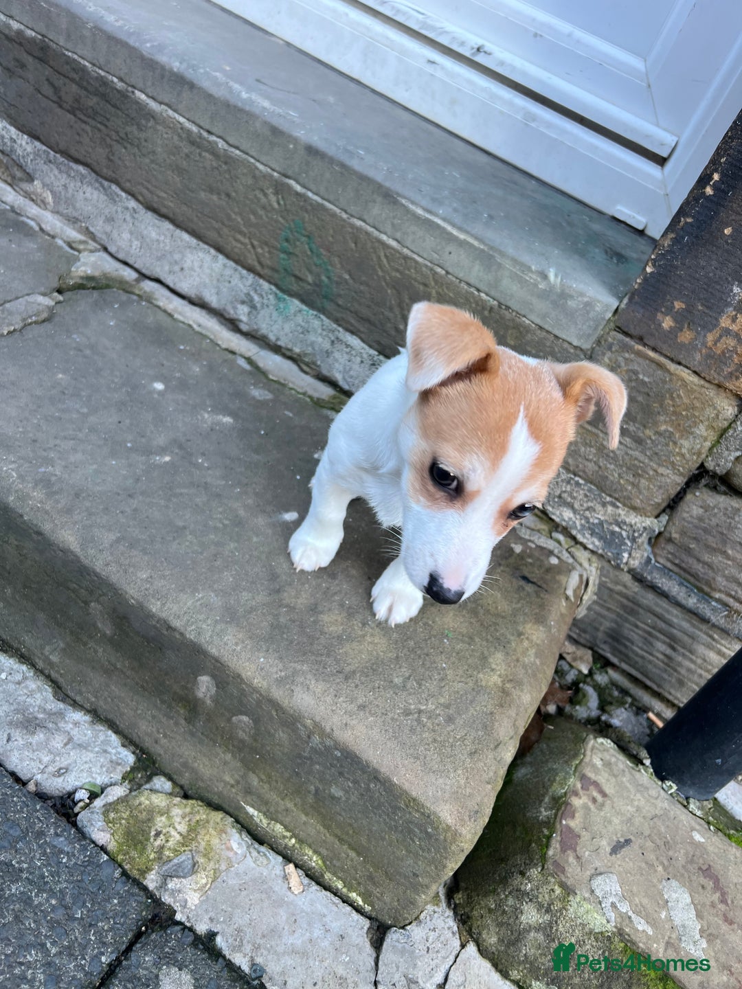 Jack Russell dogs for sale: Miniature jack russel  - Advert 4