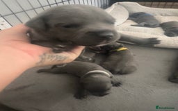 Staffordshire Bull Terrier dogs for sale: Litter of blue Staffordshire bull terriers  - Image 17
