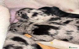 Mixed Breed dogs for sale: Blue Merle collie x kelpies  - Image 2