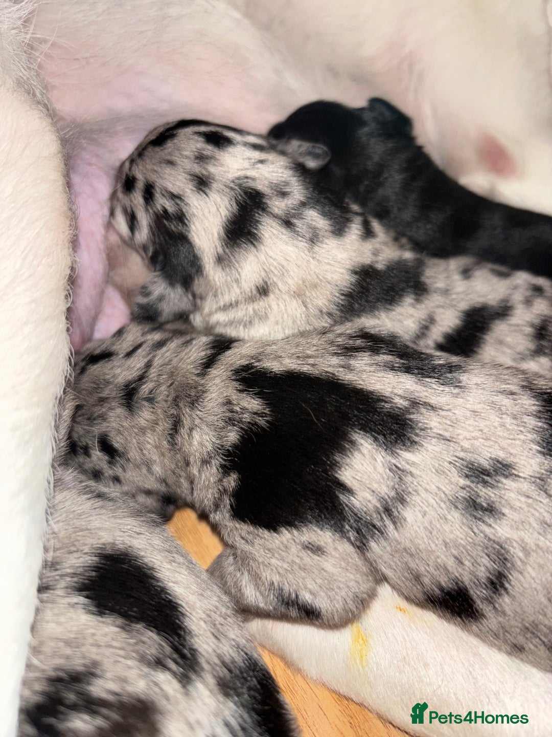 Mixed Breed dogs for sale: Blue Merle collie x kelpies  - Image 2