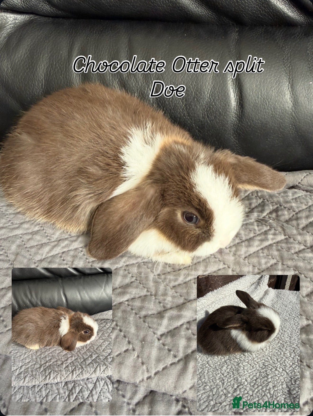 Mini Lop rabbits Mini Lops  - Advert 3