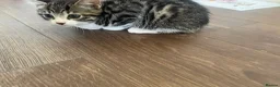 Bengal cats for sale: Bengal male kitten  - Advert 4