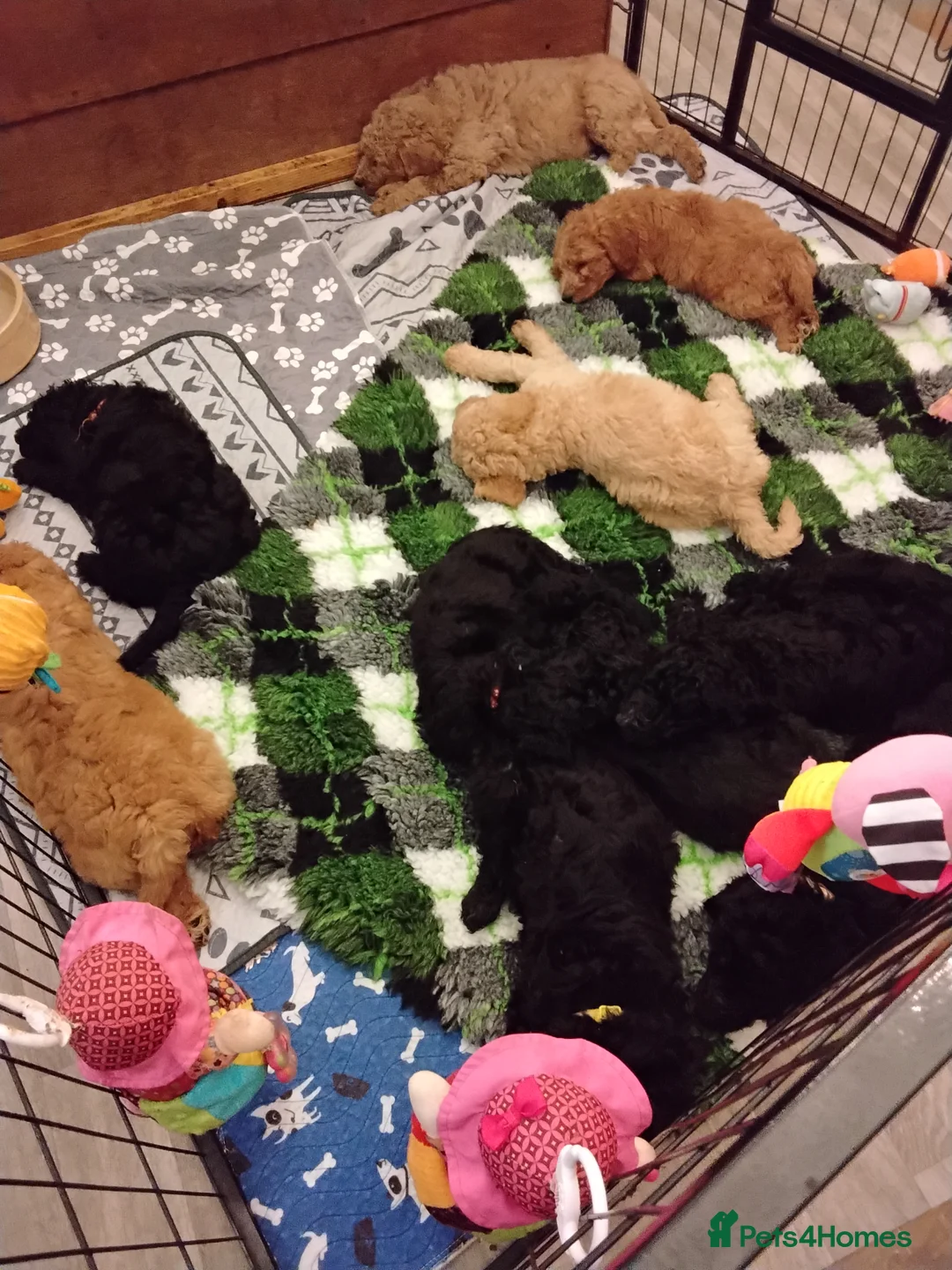 Standard Poodle dogs for sale: Beautiful blue kc reg standard poodle puppies - Advert 8