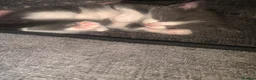 Mixed Breed cats for sale: 4 beautiful kittens for sale ready now - Advert 13