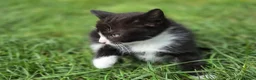 Bengal cats for sale: Female kittens  in London - Advert 13