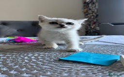 Scottish Fold cats for sale: 4 Scottish Straight Boys  - Image 23