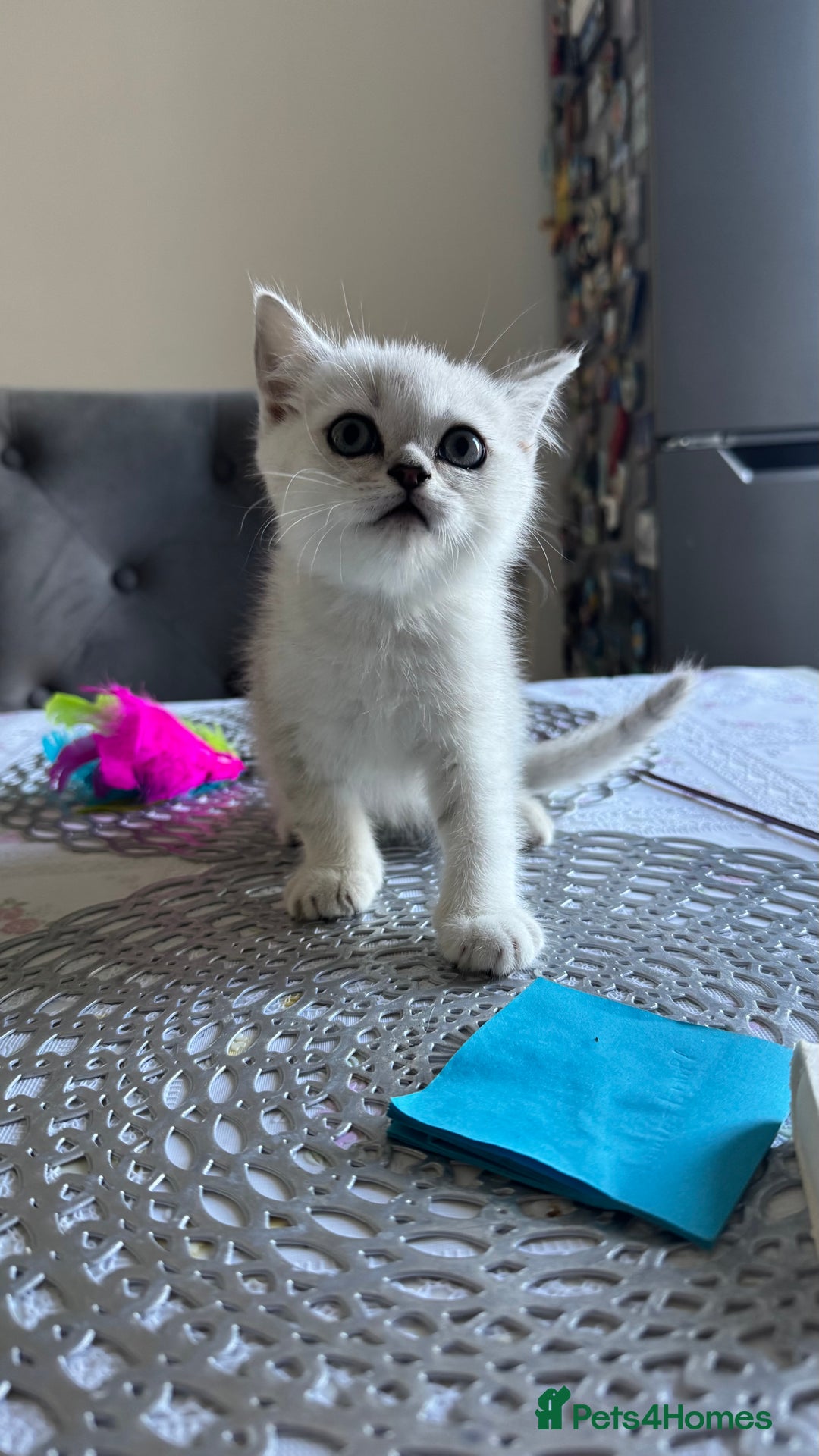 Scottish Fold cats for sale: 4 Scottish Straight Boys  - Image 23