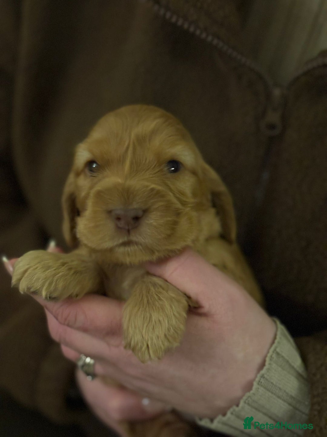 Cocker Spaniel dogs for sale: Extensively health tested, cocker spaniels. - Advert 14