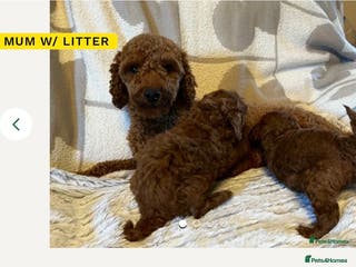 Toy Poodle dogs Deep red toy poodle - Advert 11