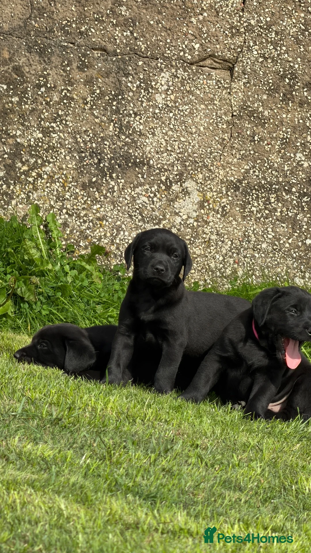 Labrador Retriever dogs for sale: Labrador Beauties in Annan - Advert 1
