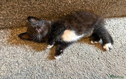 Mixed Breed cats for sale: 2 gorgeous kittens - Image 1