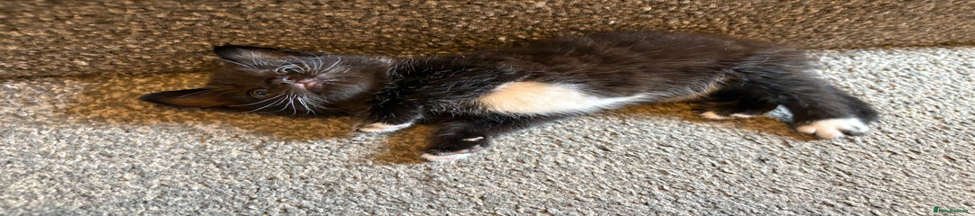 Mixed Breed Kitten 3