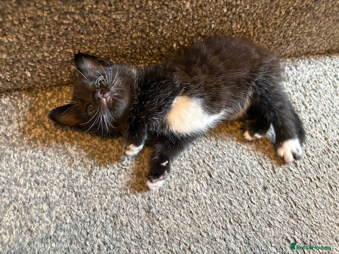 Mixed Breed cats for sale: 2 gorgeous kittens - Image 1