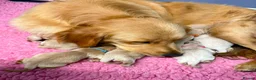 Golden Retriever dogs for sale: Chunky KC Golden Retriever Puppies - Advert 13